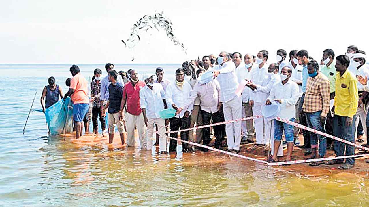 మత్స్యరంగానికి మణిమకుటం