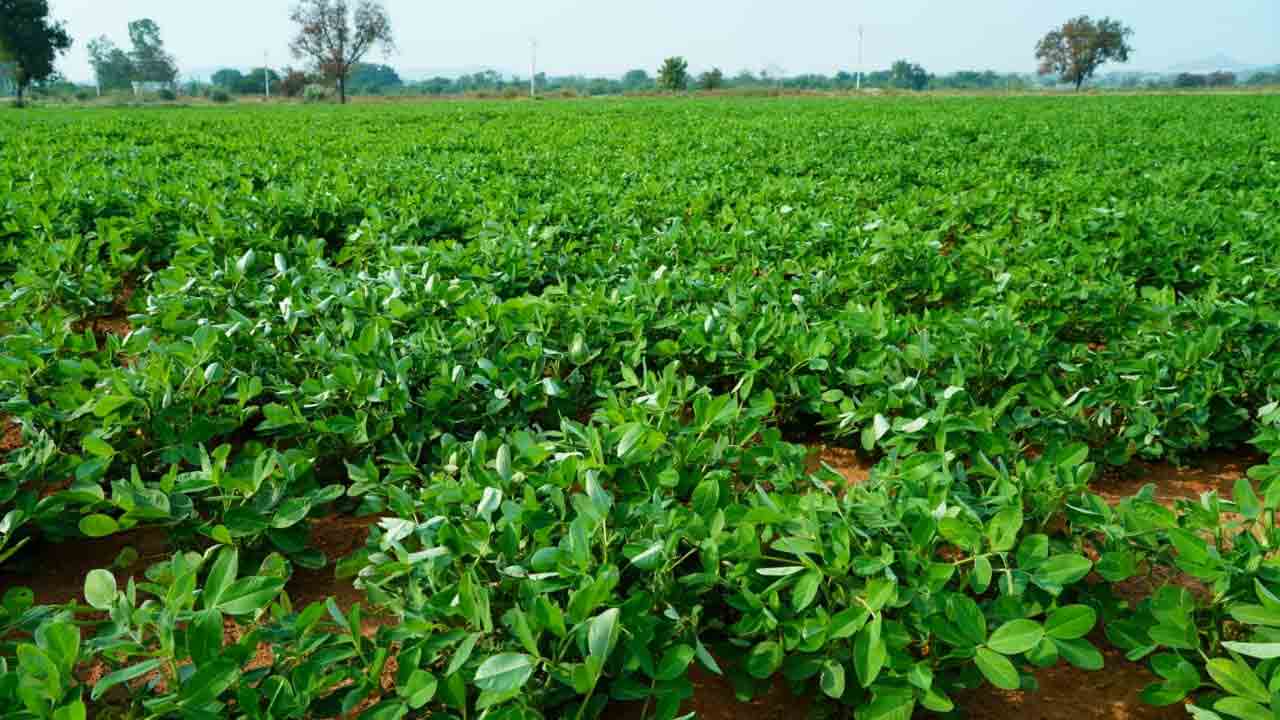 సాగునీరు పుష్కలం