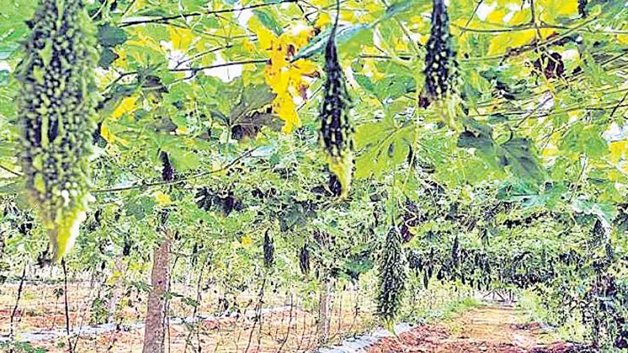 పందిరి సాగు.. సిరులు ఇంట