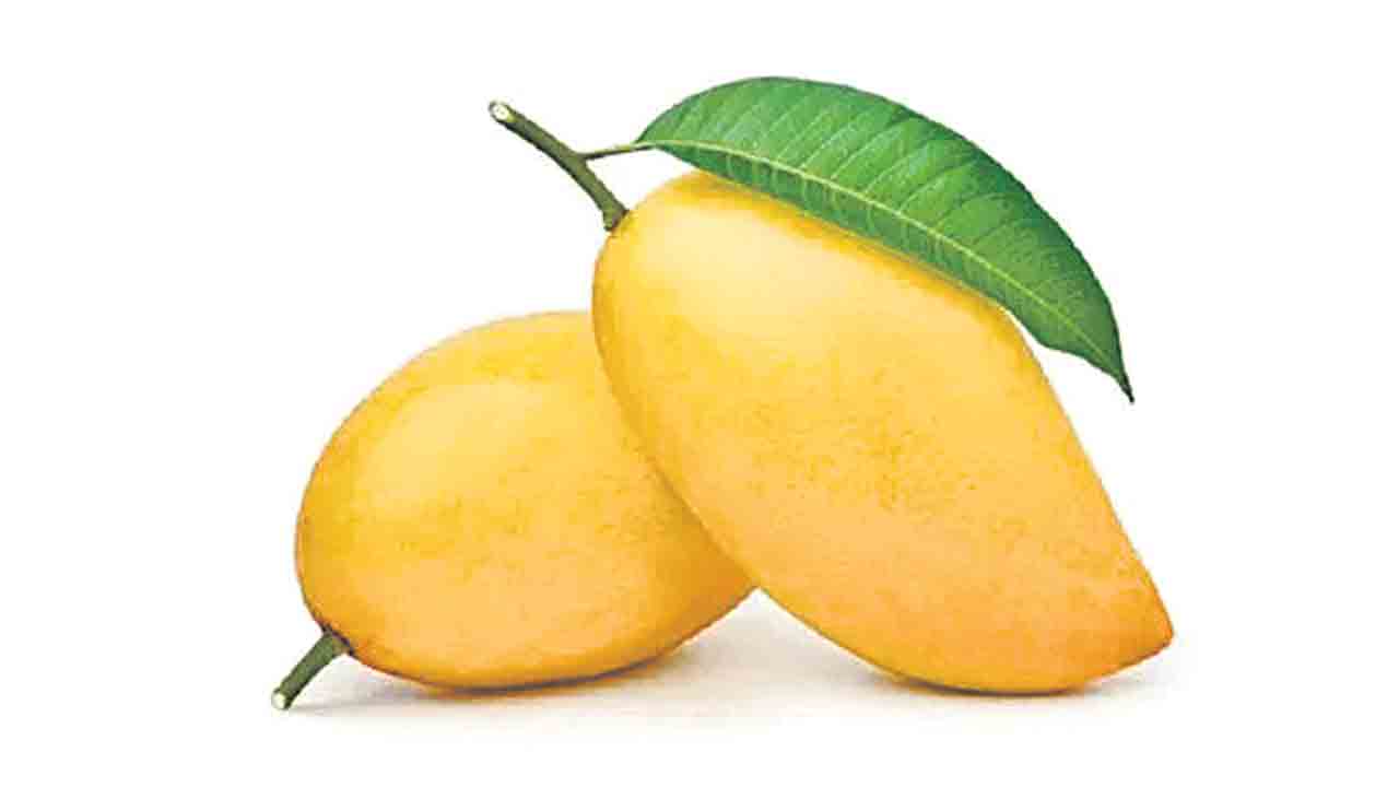 Mango Season | గుడ్‌న్యూస్‌.. మరో 10 రోజుల్లో మార్కెట్‌లోకి మామిడి పండ్లు