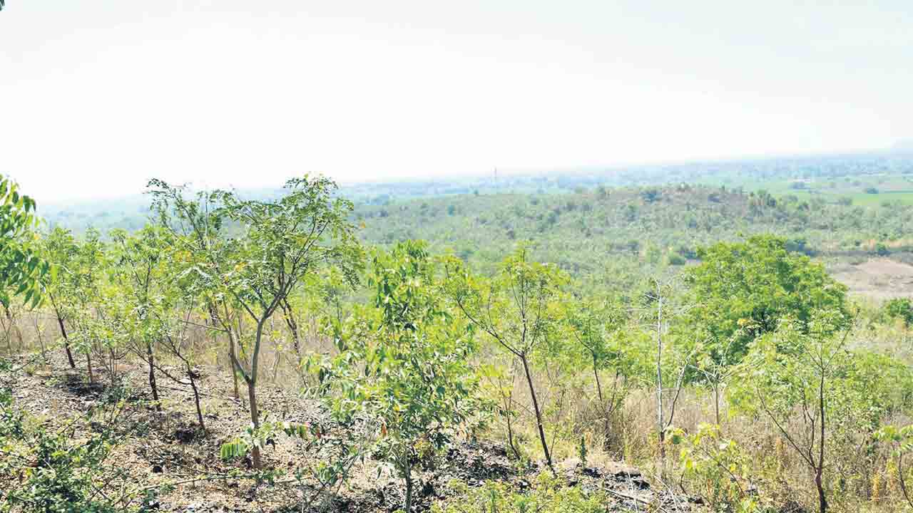 బోడగుట్టలపై చిట్టడవి అటవీ శాఖ అద్భుతం