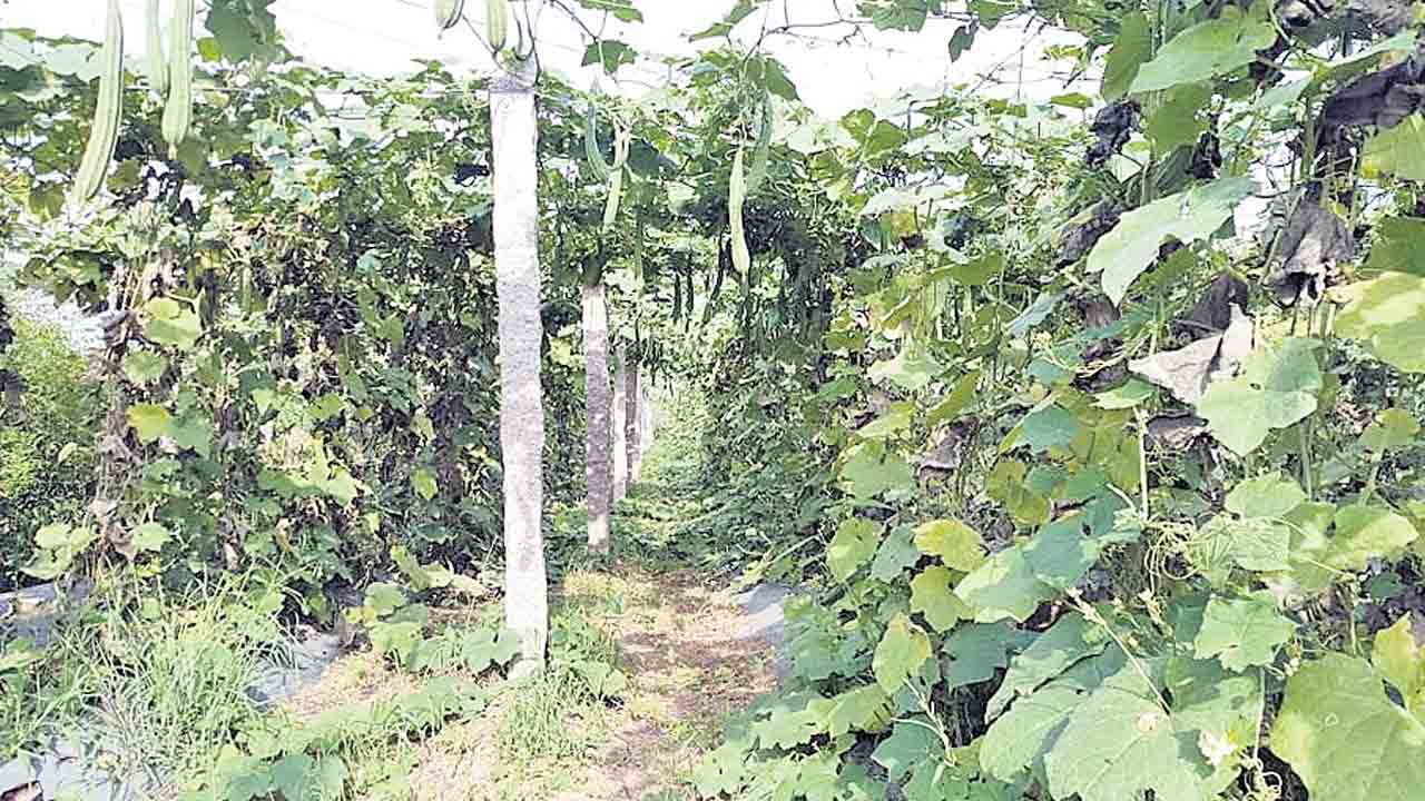 బీర సాగు.. లాభాలు బాగు..