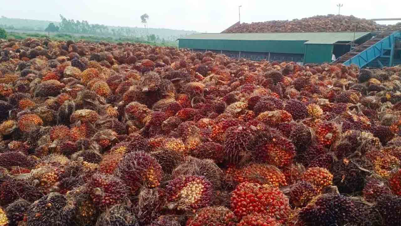 ఖమ్మం జిల్లాలో పామాయిల్ ఫ్యాక్టరీ