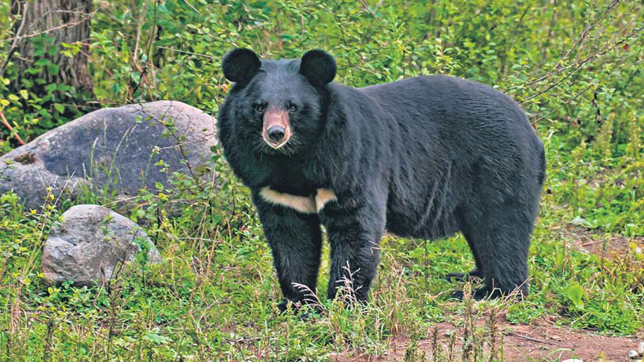 గుడ్డెలుగు జాడపై సీసీఎంబీ అన్వేషణ