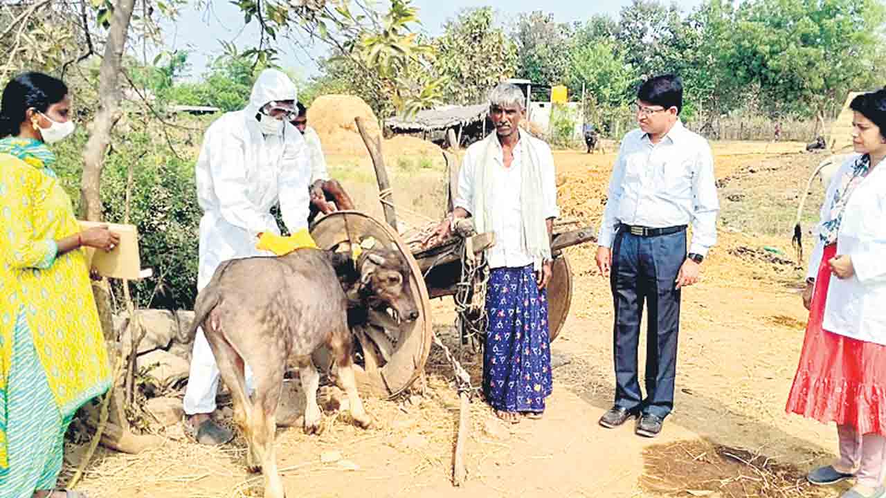‘బ్రూసెల్లోసిస్‌’పై స్పెషల్‌డ్రైవ్‌