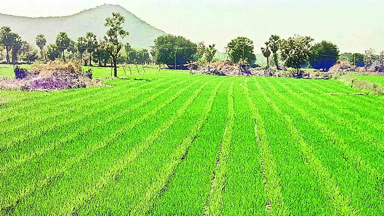 విత్తనోత్పత్తి.. రైతుకు సంపత్తి