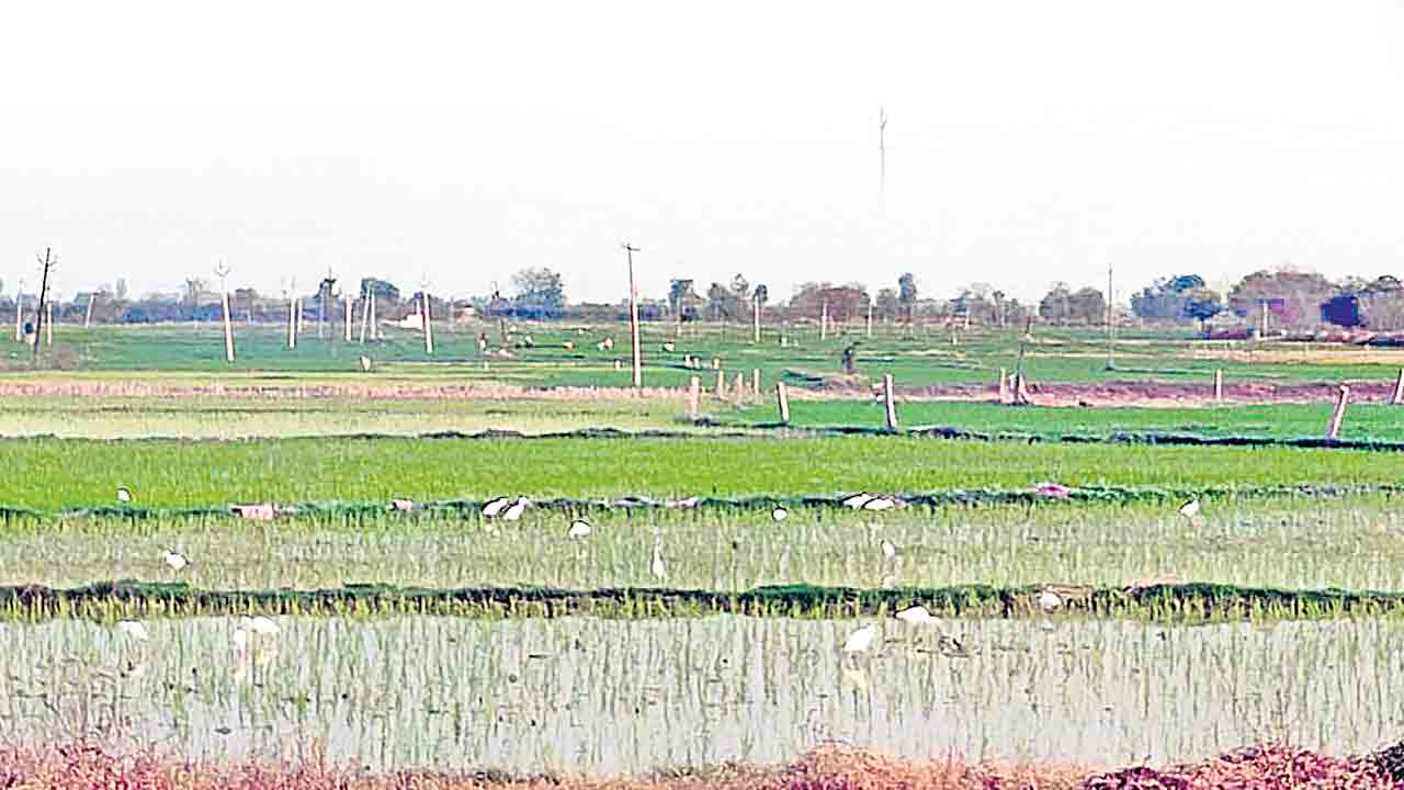 సూక్ష్మపోషకాలు వరి పంటకు లాభాలు