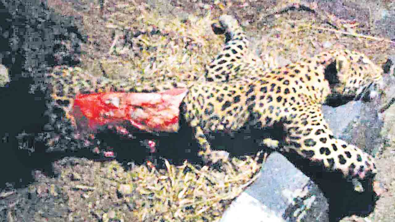 గుర్తుతెలియని వాహనం ఢీకొని చిరుత మృతి