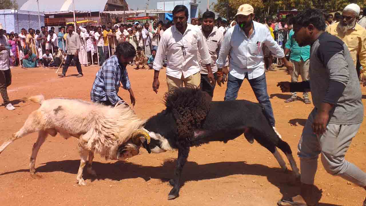 పొట్టేళ్ల పోట్లాట
