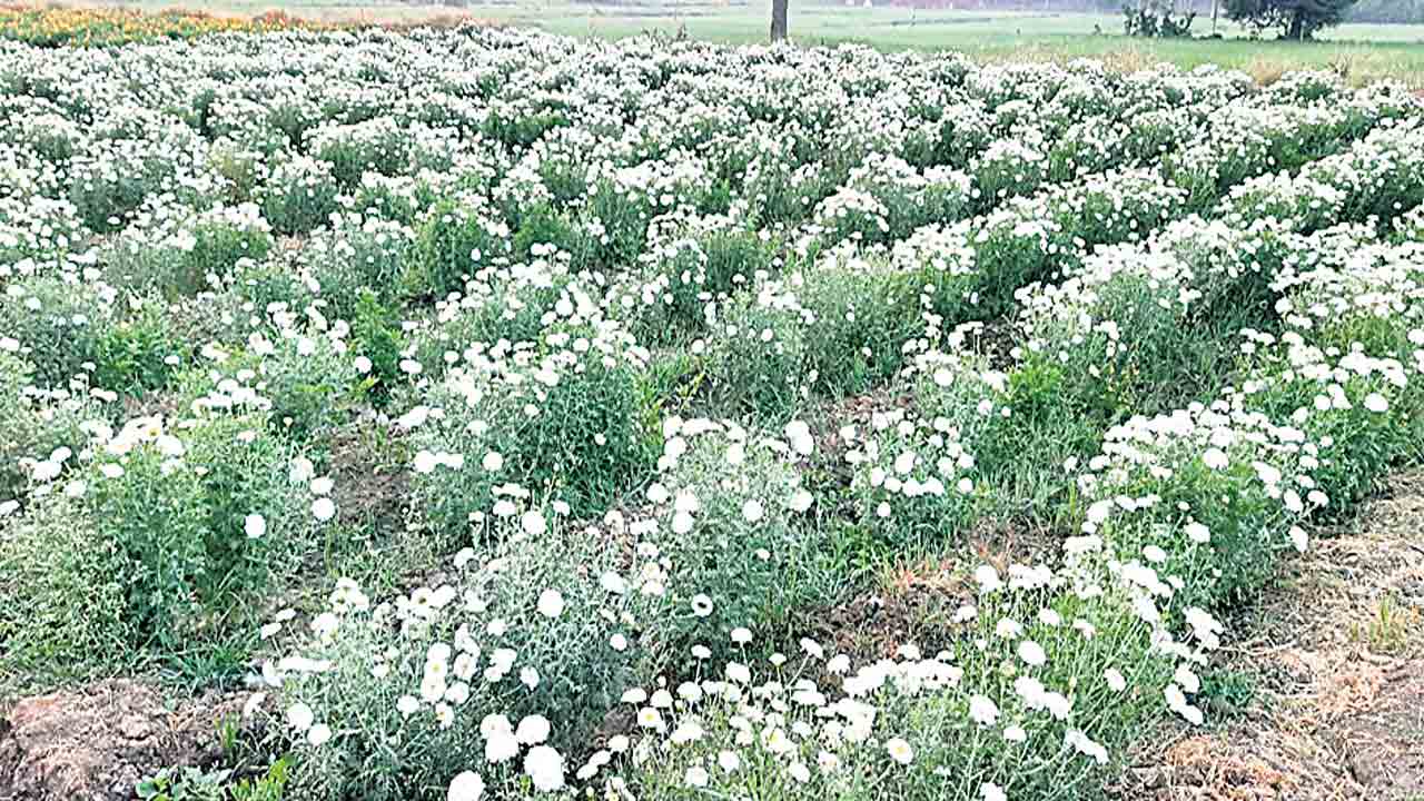 Farmers | 3 నెలల్లోనే 3 రెట్ల ఆదాయం.. ఈ పంటలతో లాభాలు గడిస్తున్న మాక్లూర్‌ రైతన్నలు