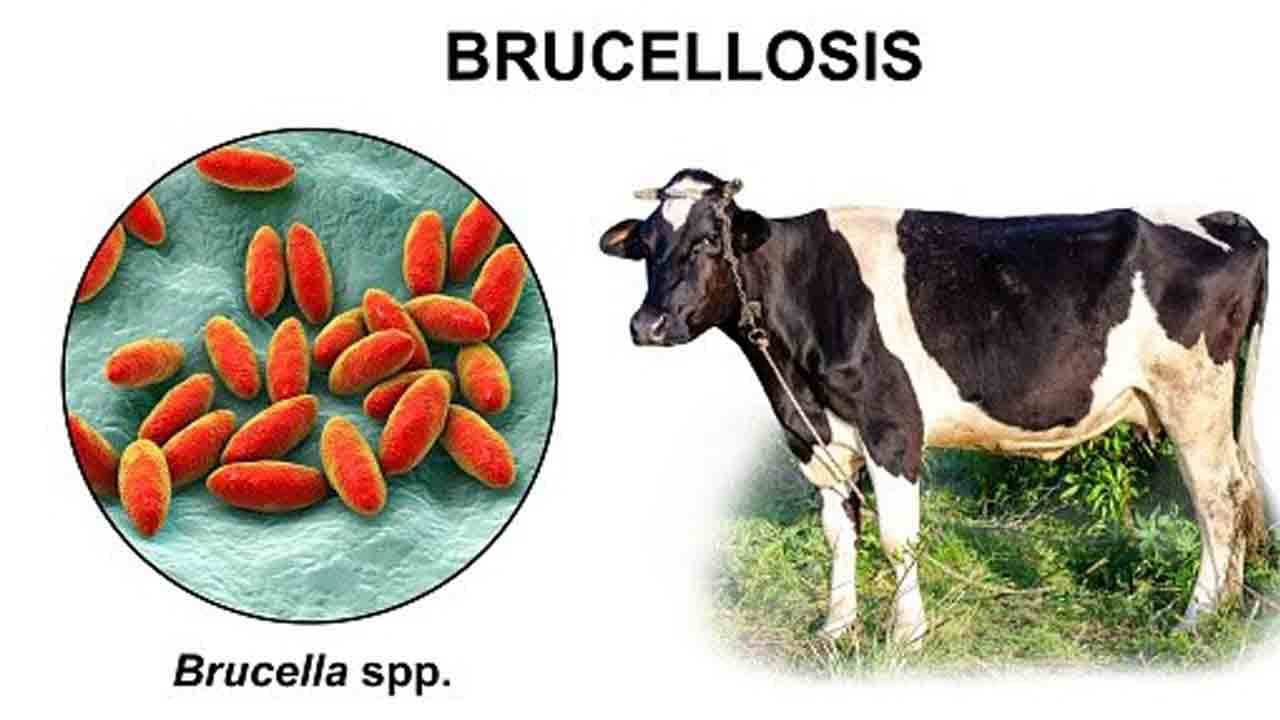 బ్రూసెల్లోసిస్‏తో జర పైలం