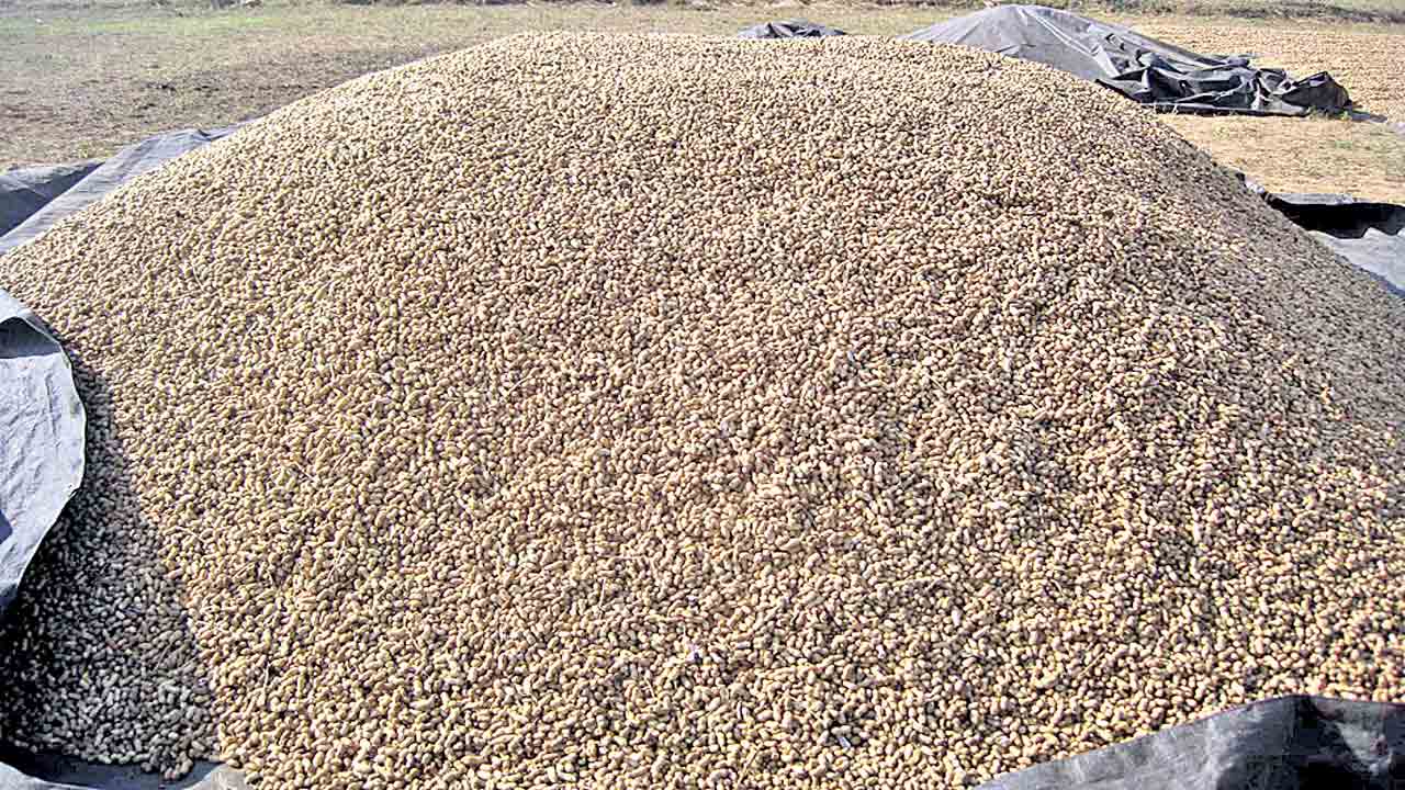 ‘పల్లి’ రైతు ఖుషీగా..