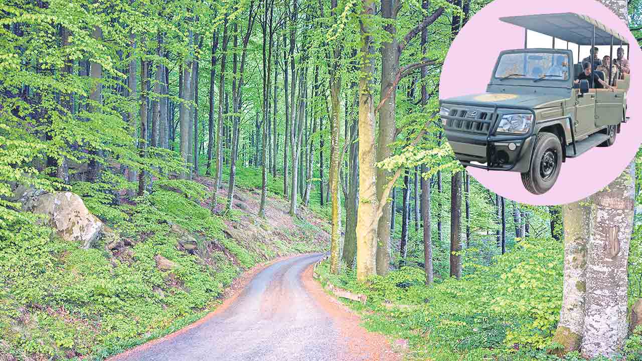 సరికొత్తగా సఫారీ