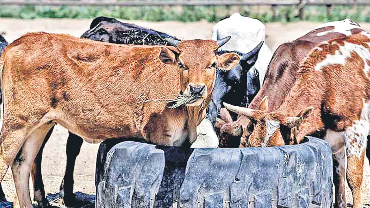 ఫిబ్రవరి 14న కౌ హగ్‌ డే!