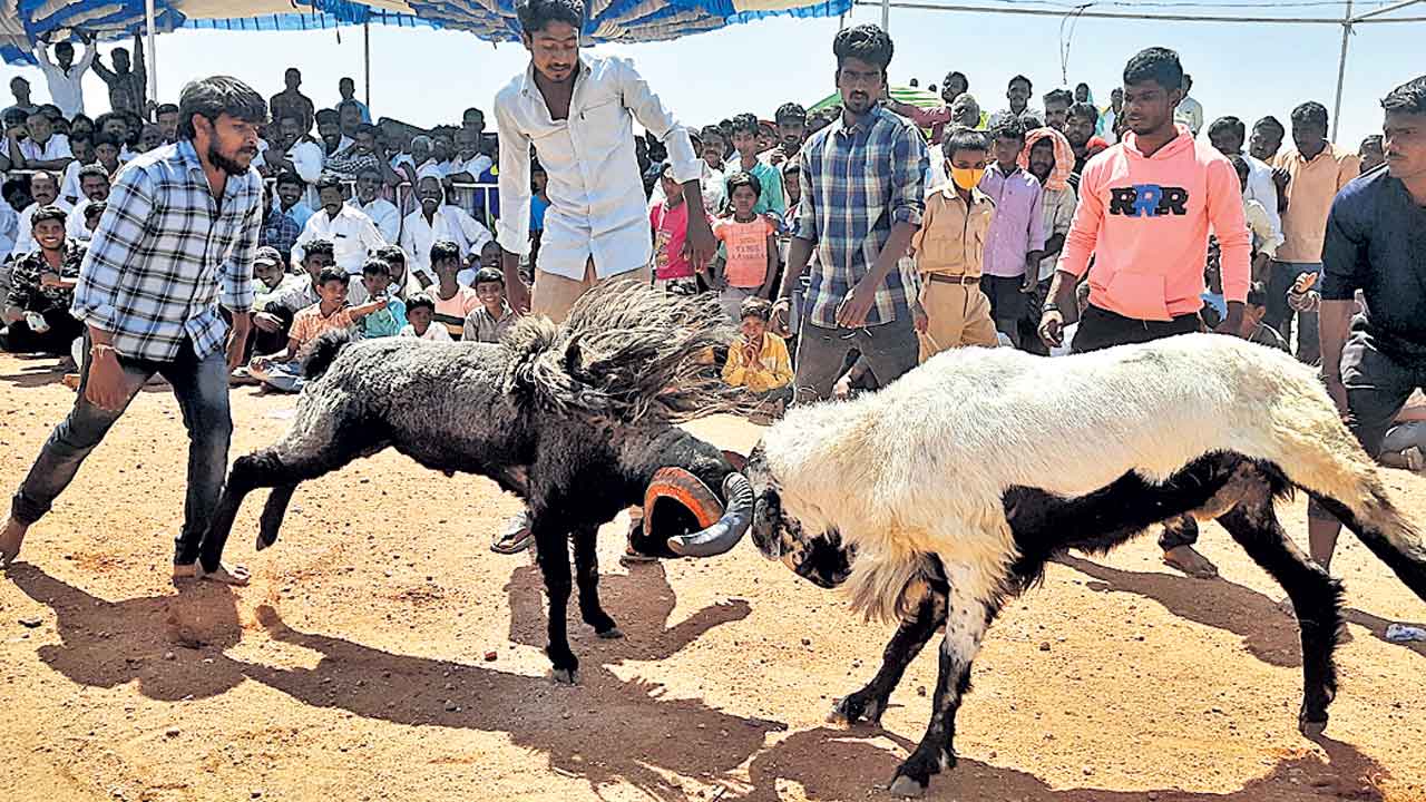 రక్తికట్టు.. పొట్టేళ్ల పట్టు