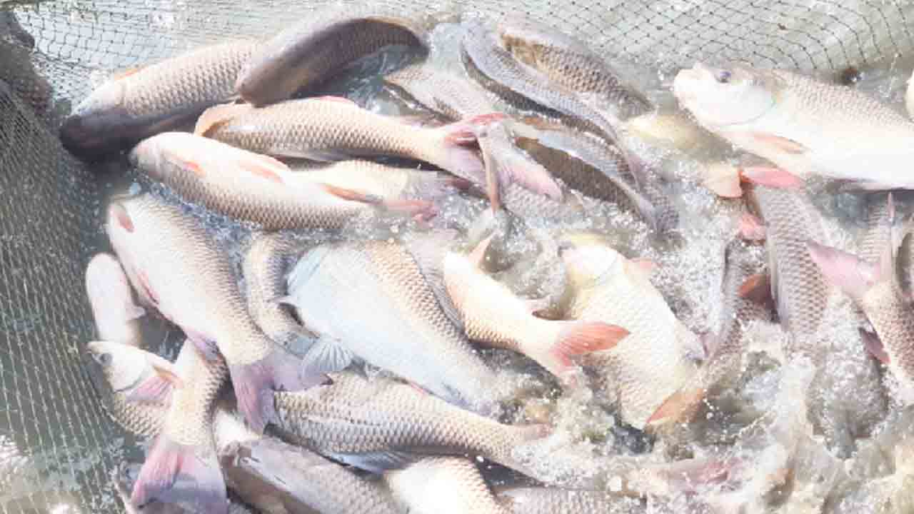 మత్స్యకారులకు సువర్ణావకాశం