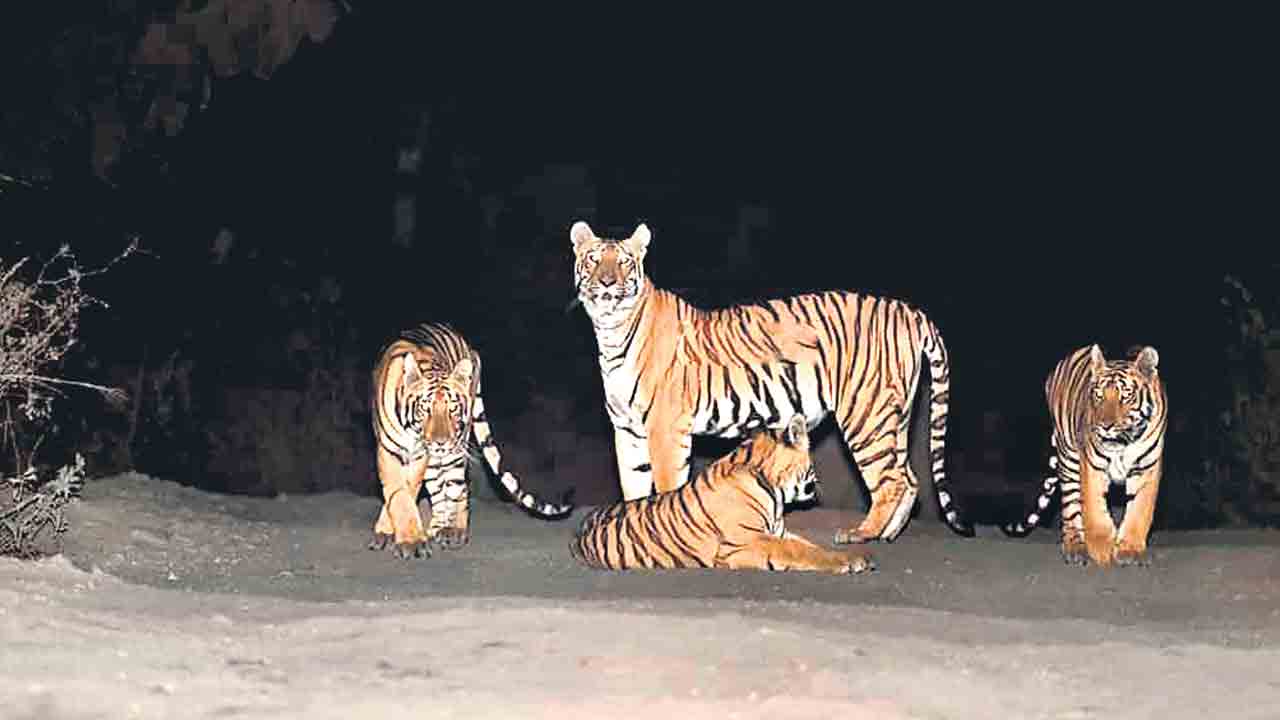 అడవిలో అద్భుత దృశ్యాలు