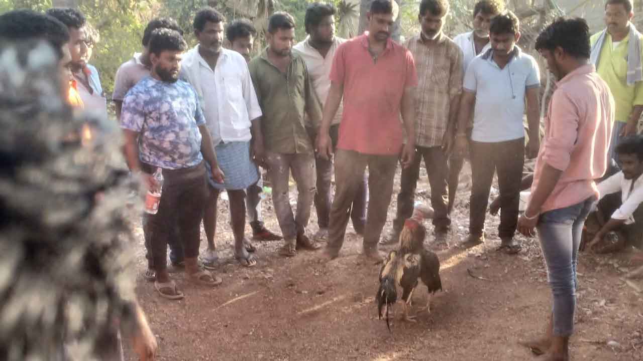 త్రిపురారంలో జోరుగా కోడి పందేలు