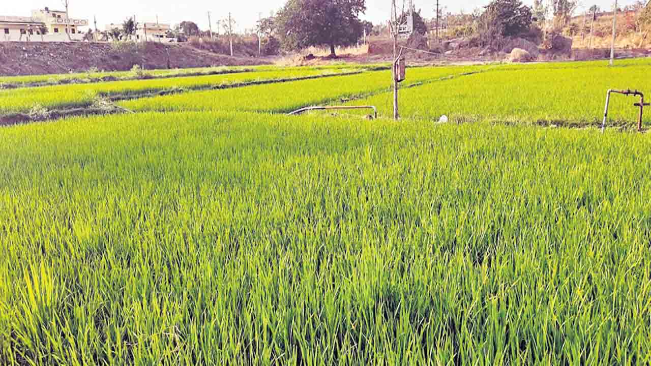 పండుగలా.. వ్యవసాయం