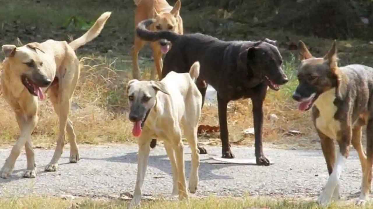 భౌభౌ.. బాబోయ్‌!