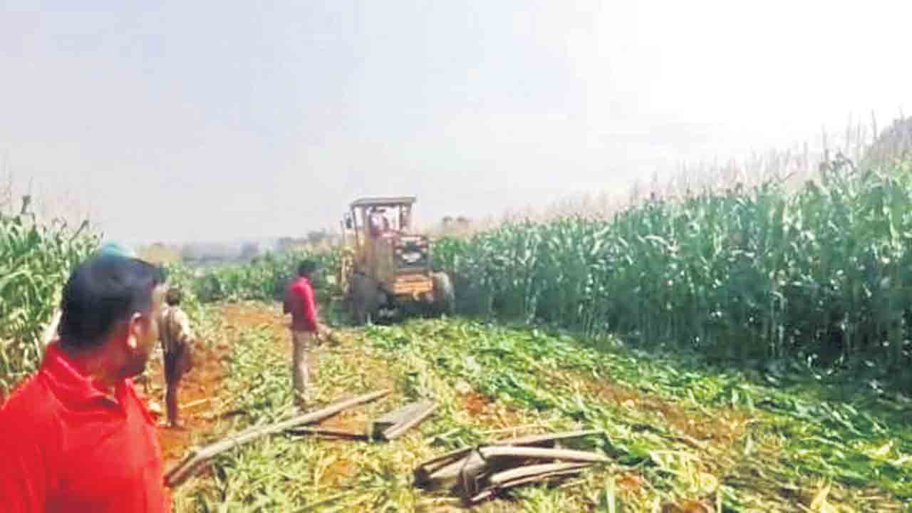 చేతికొచ్చిన మక్క పంట నేలమట్టం