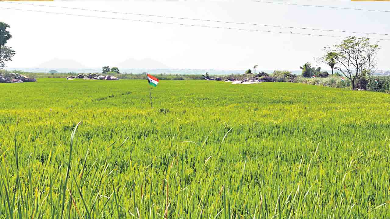 యాసంగి వడ్లు కోటిన్నర టన్నులు!