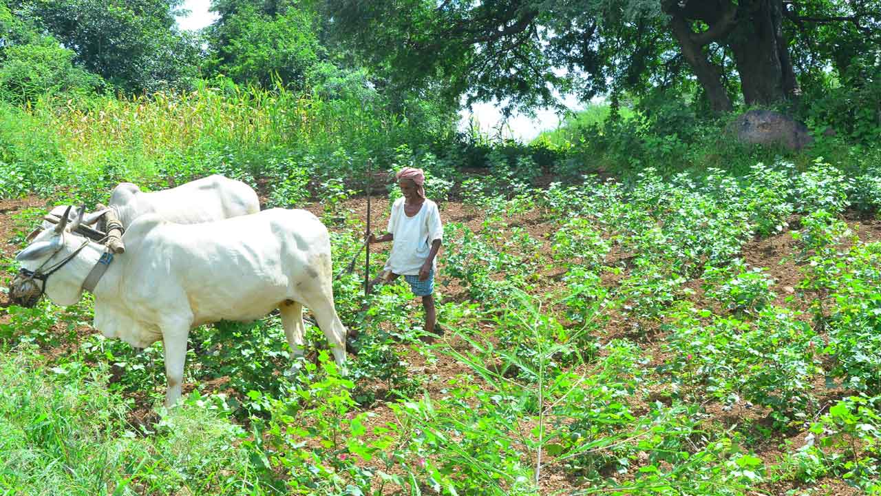 నెలాఖరుకు పోడు భూముల పంపిణీకి శ్రీకారం