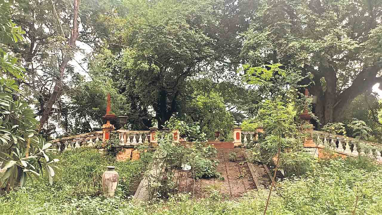 ఉస్మానియా చింతచెట్టు @115 ఏండ్లు