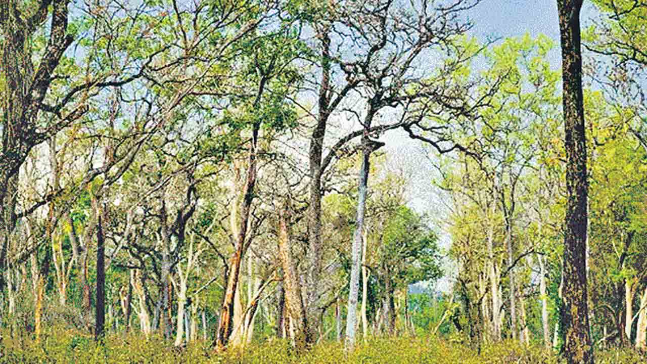 మొక్కలు నాటితే ‘ఉష్ణోగ్రత’ మరణాలు తగ్గించొచ్చు