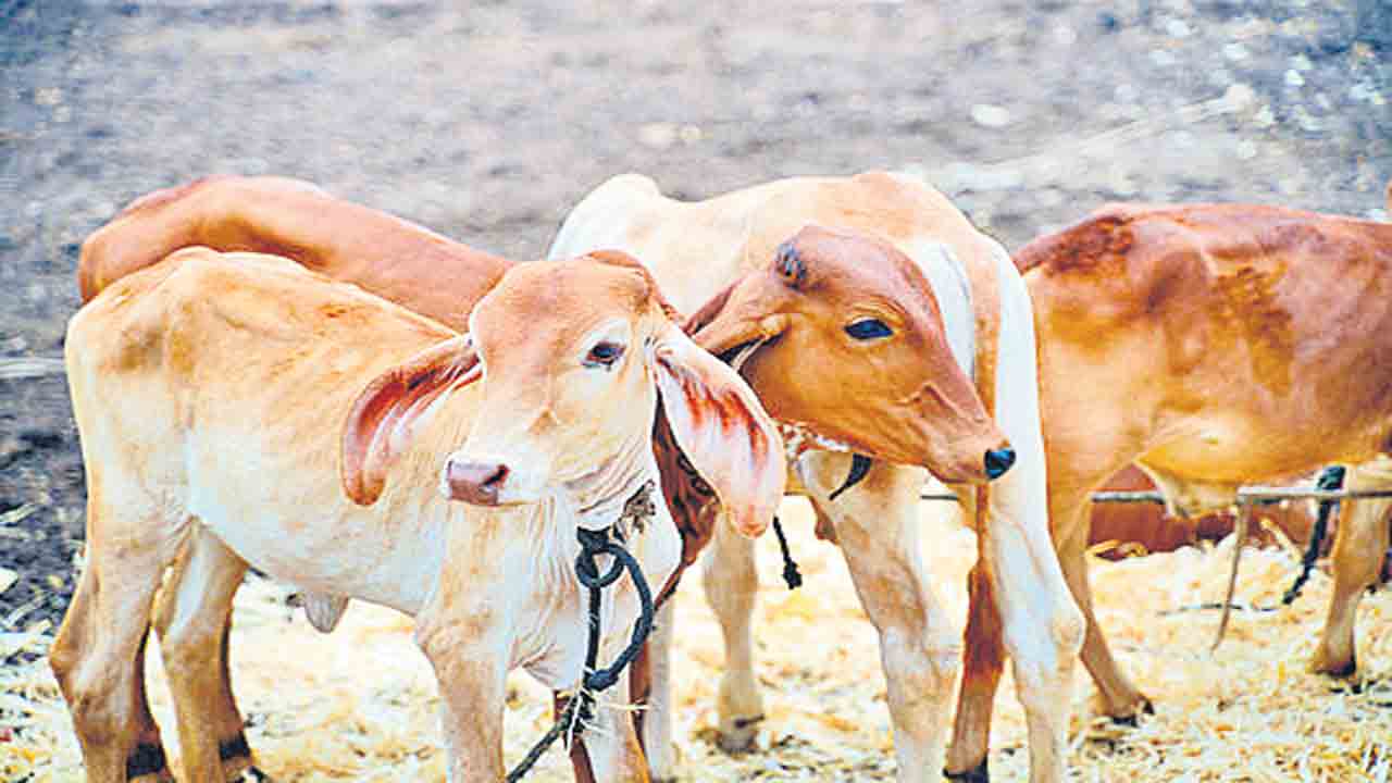 జీవాలకు రక్ష..