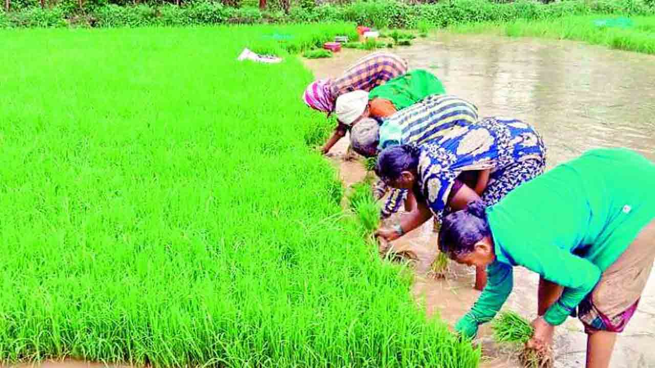 రైతు బీమాతో ఎంతో ధీమా