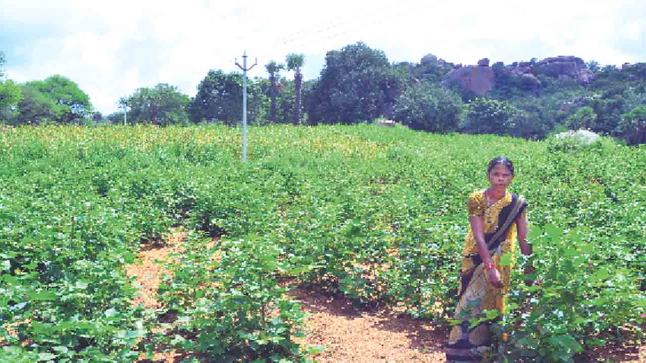 పోడు పట్టాలు రెడీ