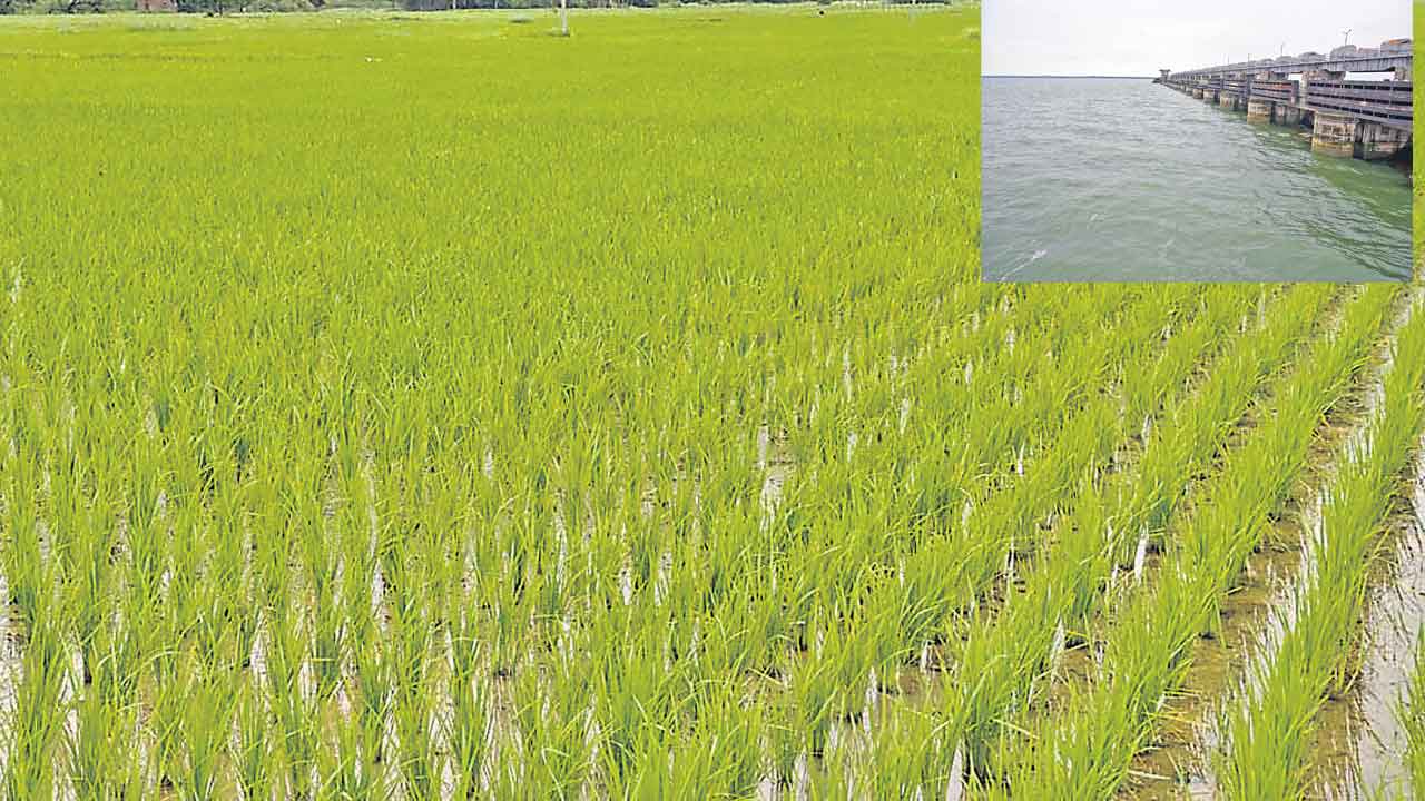 సస్యశ్యామలం.. యాసంగి పంటలకు సింగూరు జలాలు