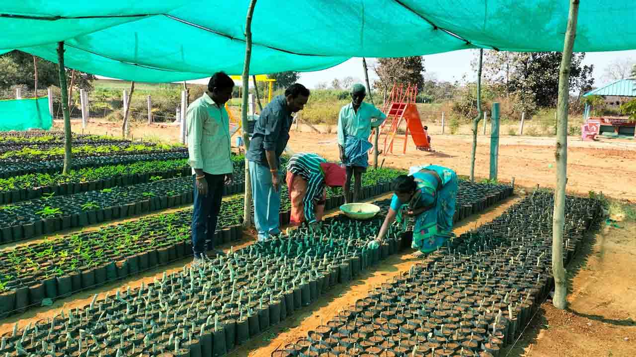 మొక్కల పెంపకంపై ప్రత్యేక దృష్టి