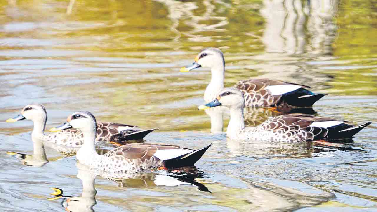 కవ్వాల్‌ అందాలు క్లిక్‌