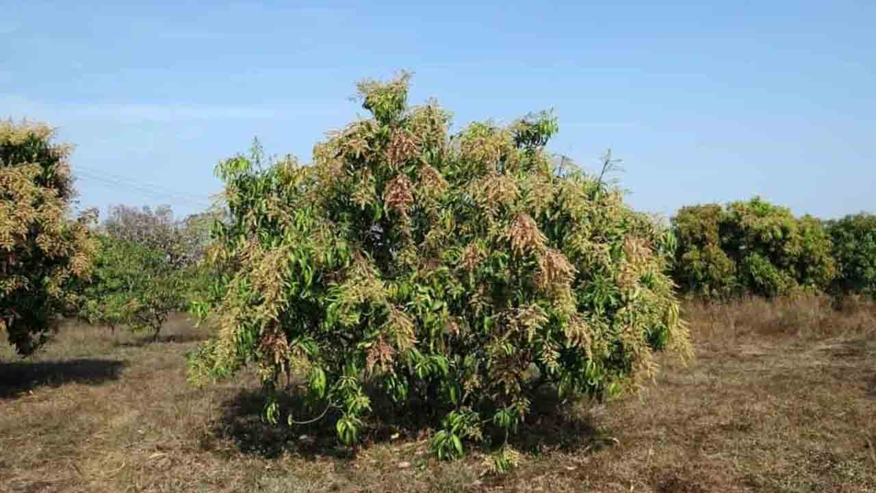 మామిళ్లు పూసినాయి