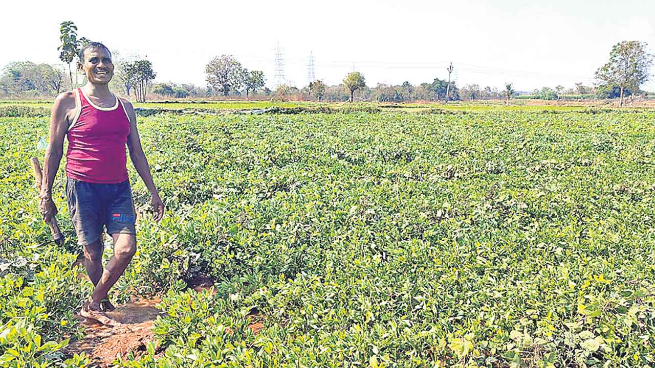 మూడు పంటల.. ముచ్చటైన పల్లెలు..