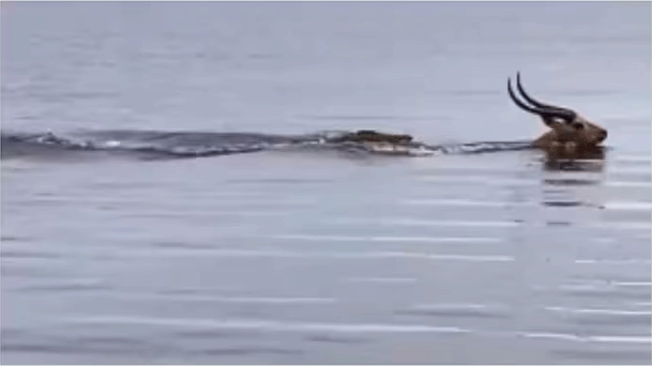 జింక‌ను వెంటాడిన మొస‌లి : క్లైమాక్స్ టాప్ క్లాస్ అంతే..!