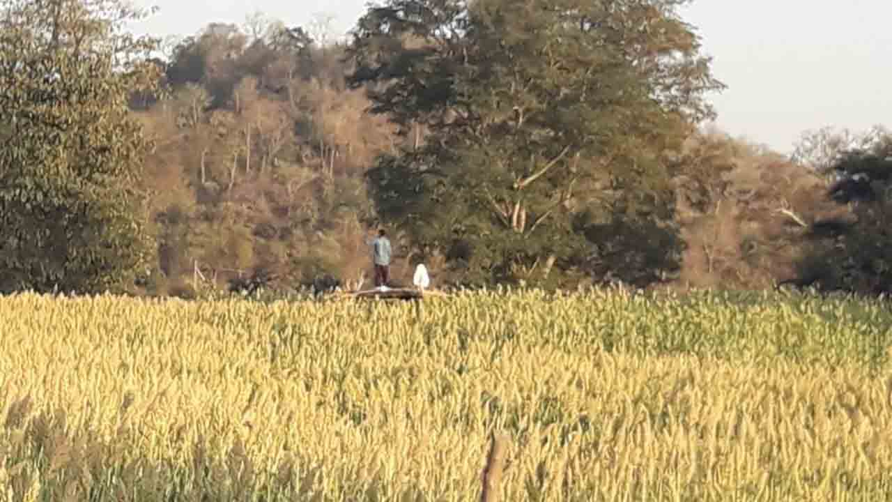 ఏజెన్సీలో చిరుధాన్యాల పంటలు