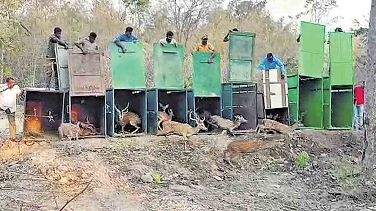 వన్యప్రాణుల సంరక్షణకు అటవీశాఖ చర్యలు