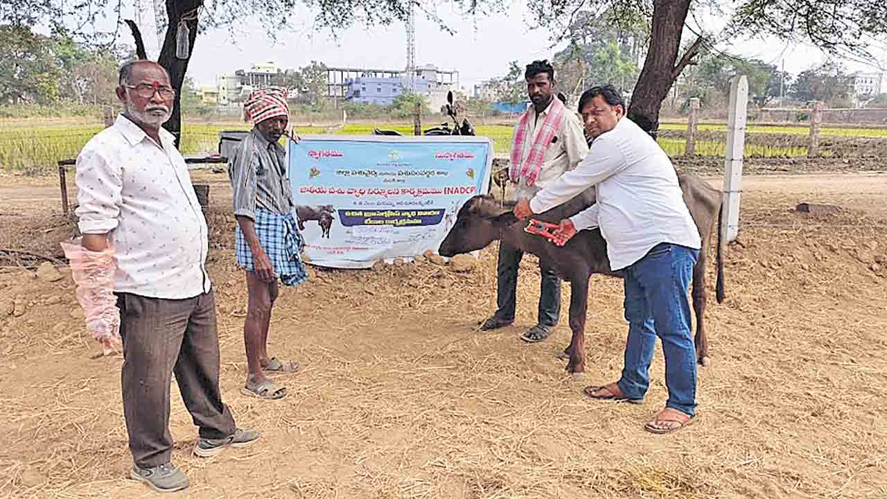 బ్రూసెల్లోసిస్‌తో జర భద్రం