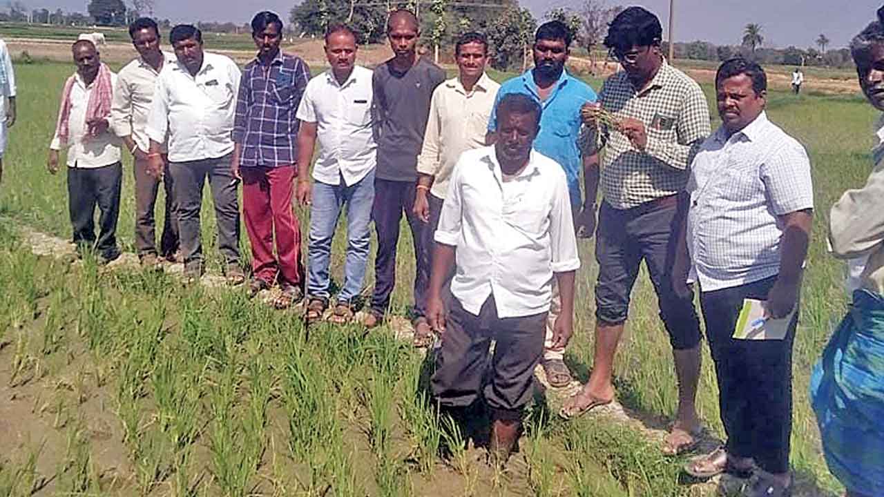 వరి పంటలో సస్యరక్షణ చర్యలు చేపట్టాలి