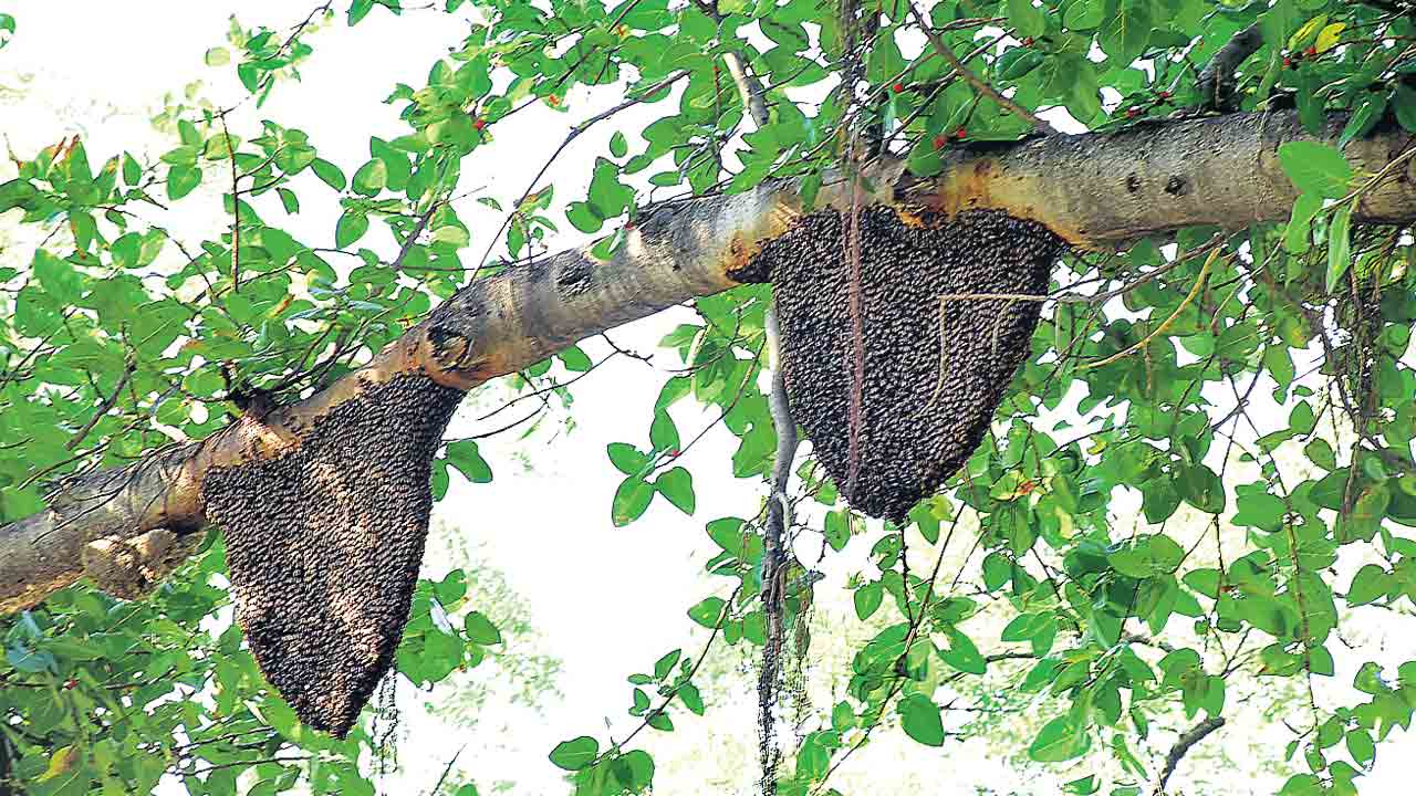 అంతరించిపోతున్న తేనెటీగలు.. మానవ మనుగడే కష్టమైపోతుందని శాస్త్రవేత్తల ఆందోళన