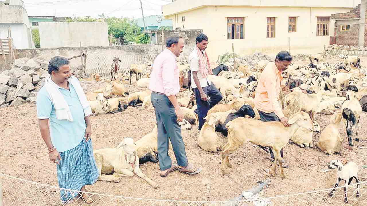 మూగజీవాల సంరక్షణకు చర్యలు