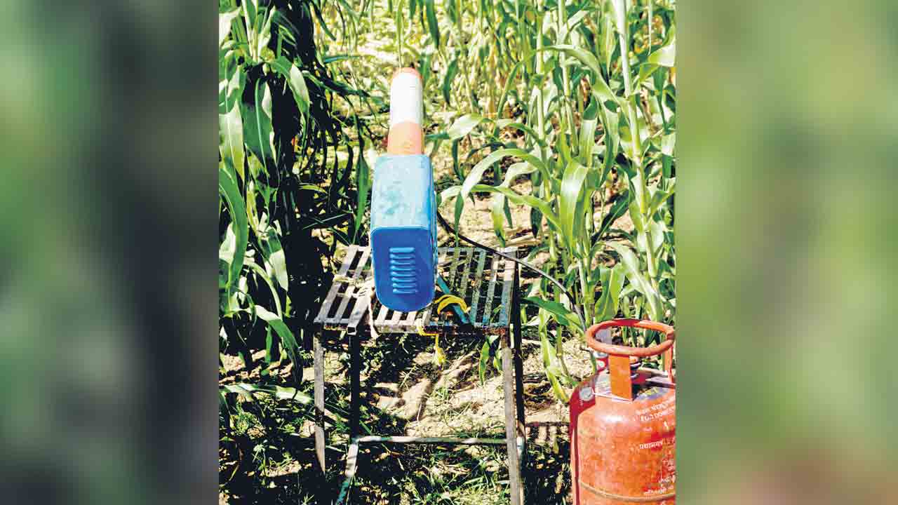 అగ్రికెనాన్‌.. పశుపక్ష్యాదులు పరార్‌