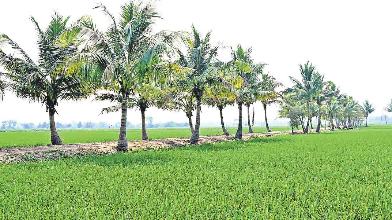 యాసంగి వరిసాగులో మనమే నంబర్‌ 1