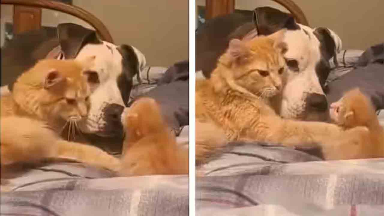 Viral video | కుక్కకు తన పిల్లను పరిచయం చేసిన పిల్లి.. కుక్క ఏం చేసిందంటే..!