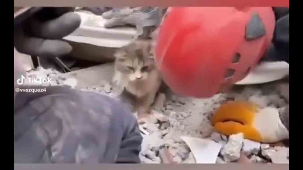 TurkeyEarthquake | రోజంతా శిథిలాల కిందే గడిపి మృత్యువును జయించిన పిల్లికూన.. వీడియో