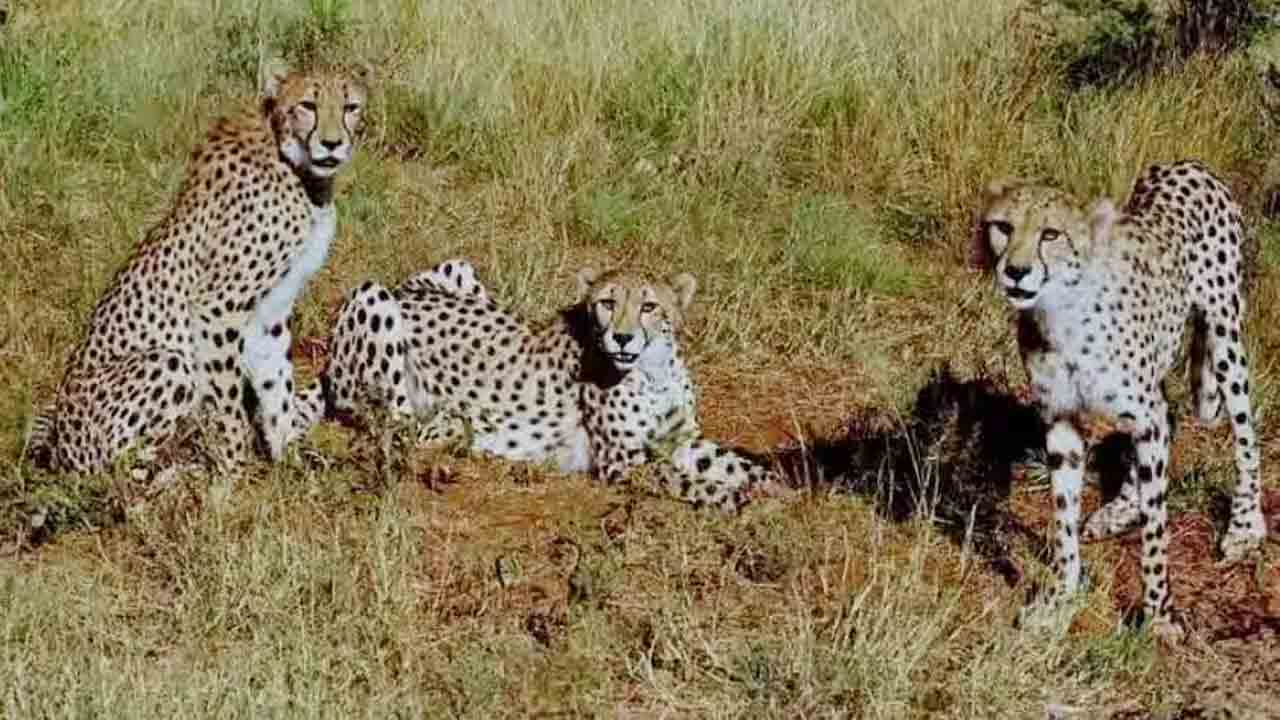 Cheetahs | భారత్‌ చేరుకున్న 12 చీతాలు..!