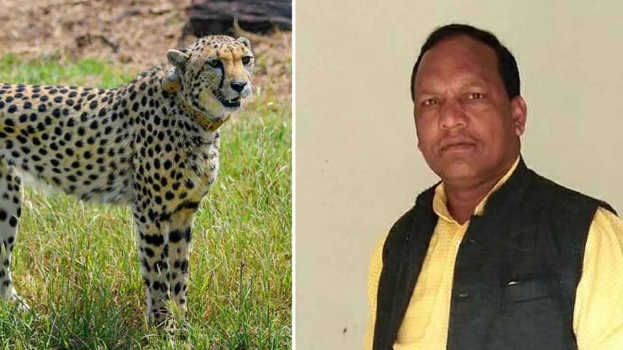 Pragilal Jatav | ఆ పులుల్ని తెచ్చింది కాంగ్రెస్‌ ఓటర్లను మట్టుపెట్టేందుకే.. కరేరా ఎమ్మెల్యే జాతవ్‌ కామెంట్స్‌